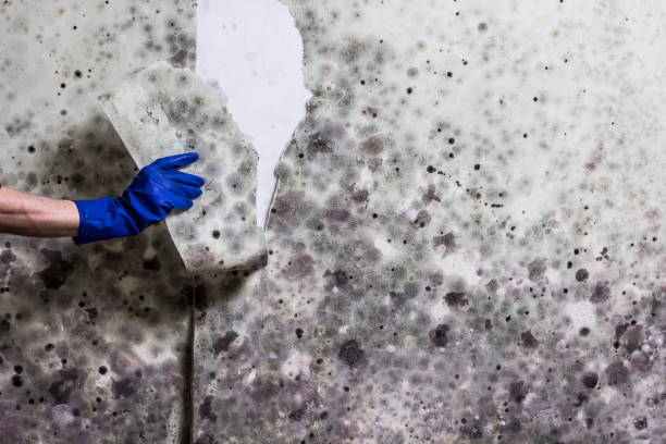 Best Local Mold Removal Service  in Huxley, IA